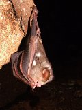 00396-2291 Baby bat in Kenyalang Cave - photo by Garry K Smith